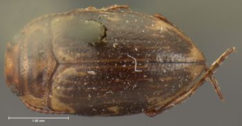 Media type: image;   Entomology 6017 Aspect: habitus dorsal view